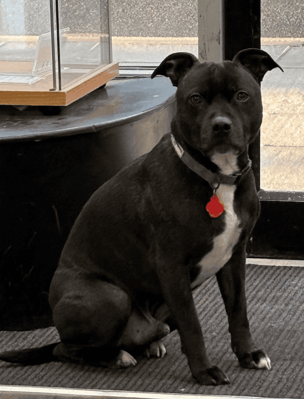 Kodi the Staffie Team Picture