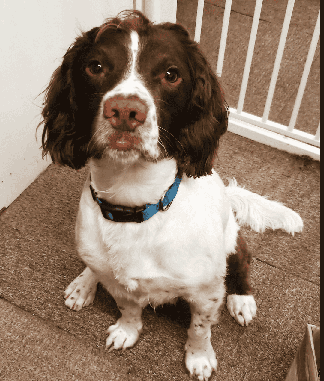 Ollie the Springer Spaniel Team Picture